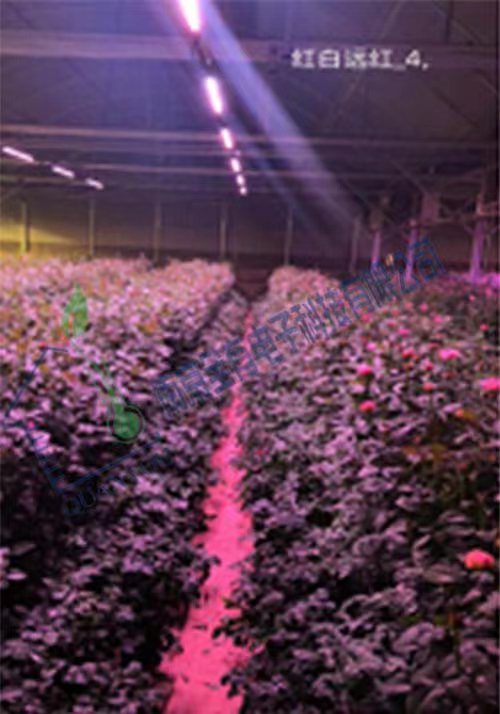 云南凱里玫瑰園項目實景圖